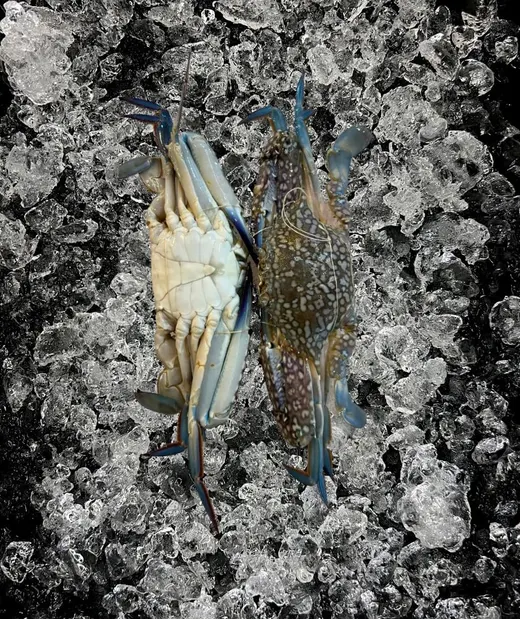Flower crabs on ice
