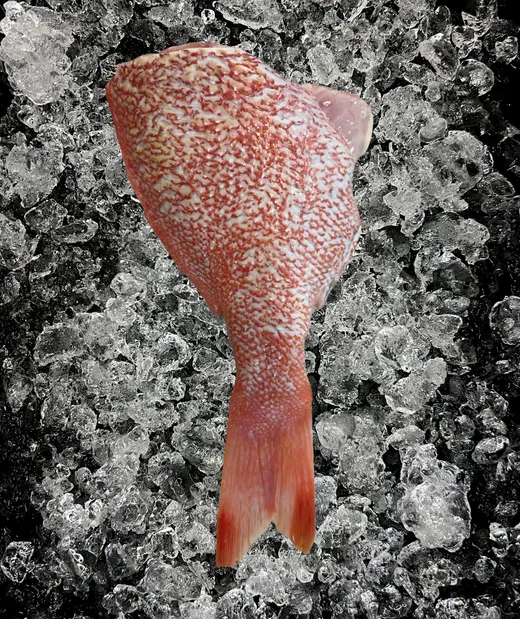 Red emperor tail on ice