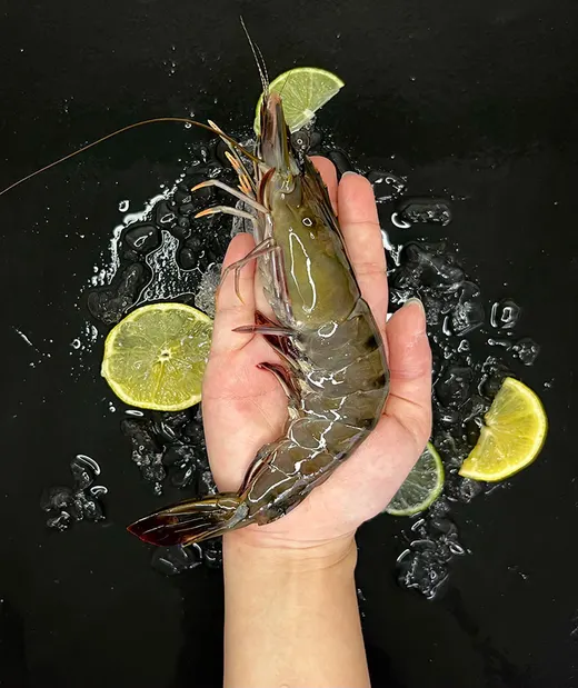 A tiger prawn held in hand
